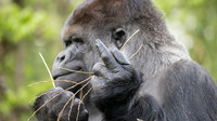 615967-great-ape-western-gorilla-mammal-terrestrial-animal