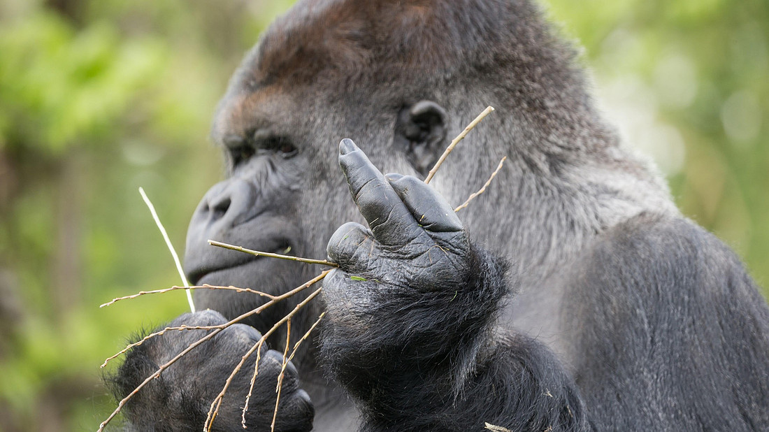 615967-great-ape-western-gorilla-mammal-terrestrial-animal